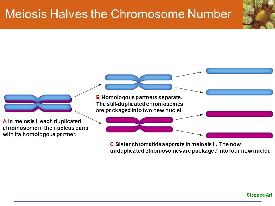 What is a chromosome called in the unduplicated form?